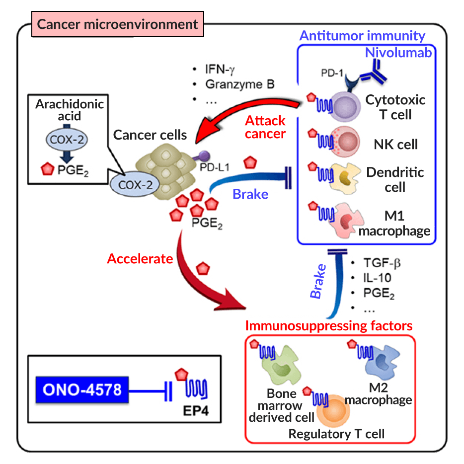 ONO-4578/EP4 antagonist