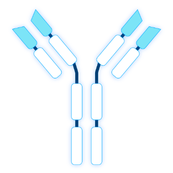 Antibody