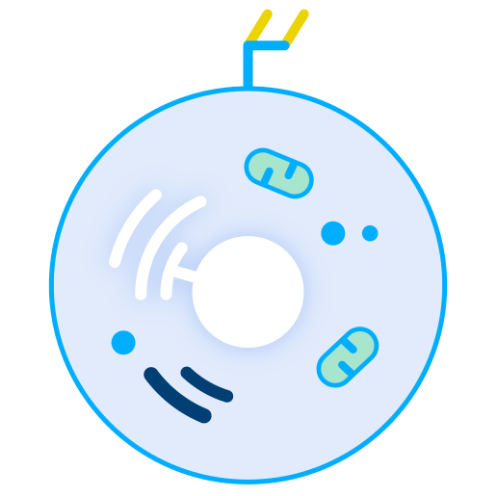 What Is iPSC-Derived CAR-T Cell Therapy?